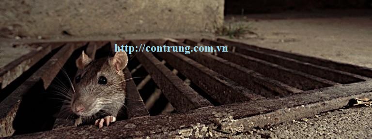 Chuột có thể đào hang ẩn nấp ở mọi nơi
