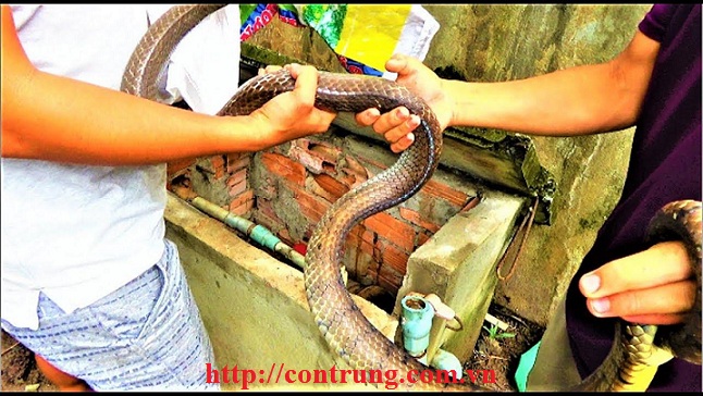 Dịch vụ bắt rắn chuyên nghiệp tại Huế