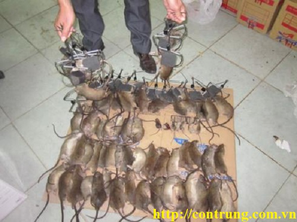 Dịch vụ diệt chuột tại quận 10 - TP.HCM