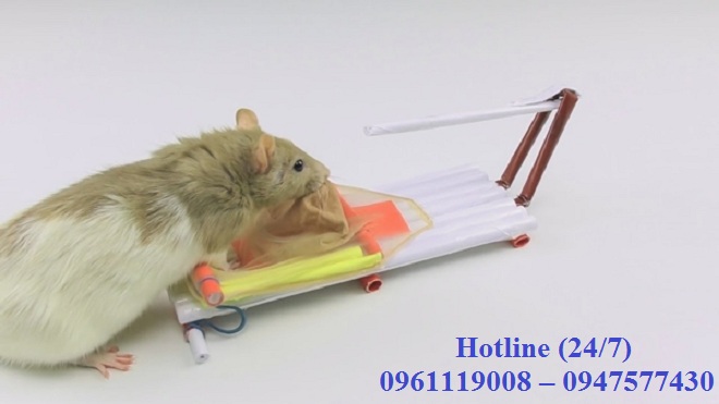 Công ty diệt chuột hàng đầu tại Củ Chi TP.HCM