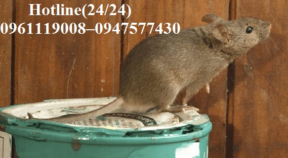 Dịch vụ diệt chuột tại Quận 8