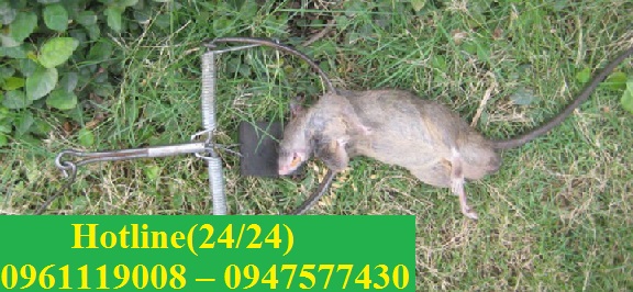 Với cách sử dụng bẫy chuột sinh học đảm bảo an toàn cho con người và môi trường xung quanh