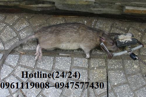 Dịch vụ bẫy chuột, nhử chuột hàng đầu tại Quận 6