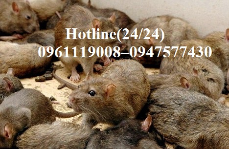 Công ty Quang Hải chuyên nhận các dịch vụ diệt chuột uy tín hàng đầu tại Quận 7