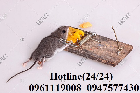 Công ty chúng tôi chuyên nhận các dịch vụ diệt chuột uy tín, chuyên nghiệp tại Củ Chi